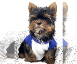 Small Photo #8 Yorkshire Terrier Puppy For Sale in CORAL SPRINGS, FL, USA