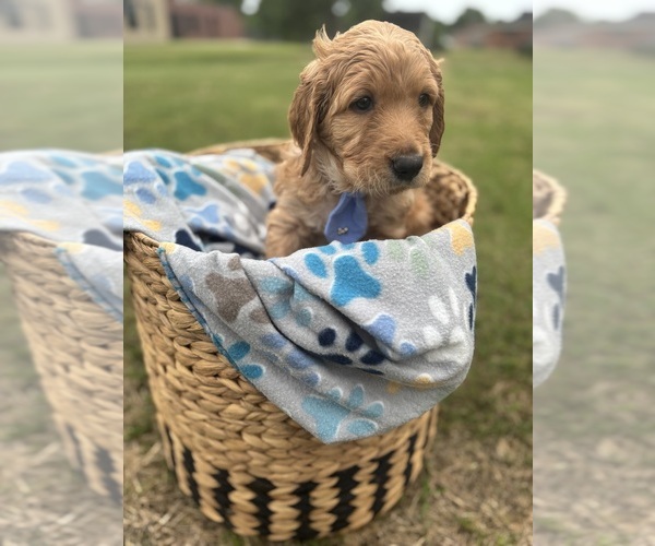 Medium Photo #4 Goldendoodle Puppy For Sale in MEMPHIS, TN, USA