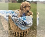 Small #2 Goldendoodle