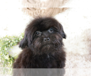 ShihPoo Puppy for sale in SYRACUSE, IN, USA