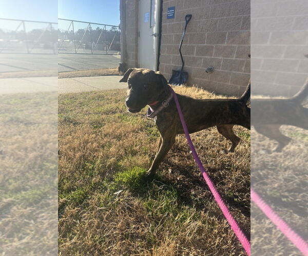 Medium Photo #4 Mutt Puppy For Sale in Glen Allen, VA, USA