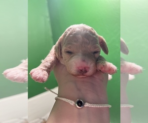 Cockapoo Puppy for sale in LOWELL, MA, USA