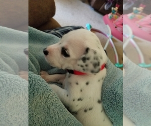 Dalmatian Puppy for sale in CLINTON, SC, USA