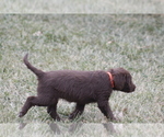 Small Photo #11 Labradoodle Puppy For Sale in MEMPHIS, MO, USA