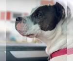 Small #13 American Pit Bull Terrier Mix