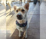 Small Labrador Retriever Mix