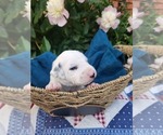 Small #13 Dalmatian