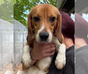 Beagle Dogs for adoption in Matawan, NJ, USA