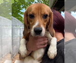 Small Beagle