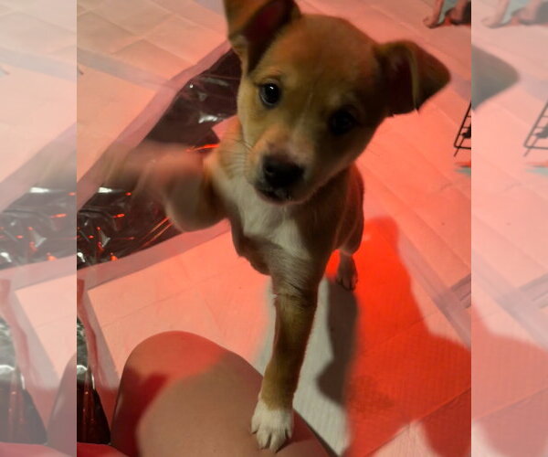 Medium Photo #4 Chihuahua-Unknown Mix Puppy For Sale in Grafton, WI, USA