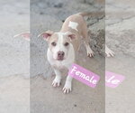 Small Photo #3 American Pit Bull Terrier Puppy For Sale in Brooksville, FL, USA