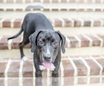 Small Photo #4 Labrador Retriever-Unknown Mix Puppy For Sale in Hilton Head, SC, USA