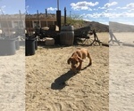 Small Photo #35 Rhodesian Ridgeback Puppy For Sale in MORONGO VALLEY, CA, USA