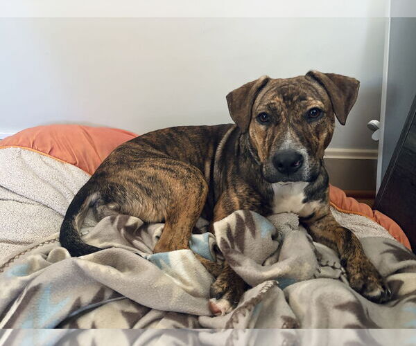 Medium Photo #17 Staffordshire Bull Terrier-Unknown Mix Puppy For Sale in Holly Springs, NC, USA