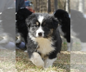 Australian Shepherd Puppy for sale in OXFORD, NC, USA