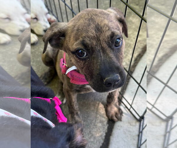 Medium Photo #6 Mountain Cur-Unknown Mix Puppy For Sale in Germantown, OH, USA