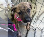 Small #5 Mountain Cur Mix