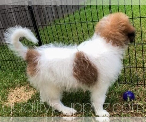 Medium Photo #3 Pyredoodle Puppy For Sale in ANZA, CA, USA