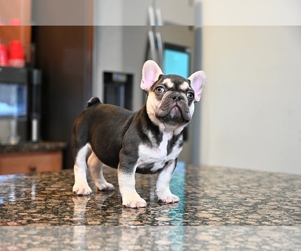 Medium Photo #5 French Bulldog Puppy For Sale in DECATUR, GA, USA