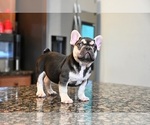 Small #4 French Bulldog