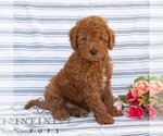 Small #5 Goldendoodle (Miniature)