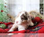 Small Photo #7 Aussiedoodle Miniature  Puppy For Sale in STAFFORD, VA, USA