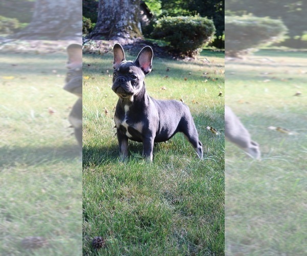 Medium Photo #6 French Bulldog Puppy For Sale in LAWRENCEVILLE, GA, USA