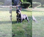 Small #5 French Bulldog