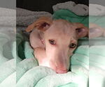 Small #2 Dachshund Mix