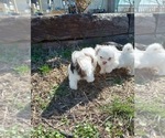 Small Photo #4 Shih Tzu Puppy For Sale in ALLENSVILLE, KY, USA