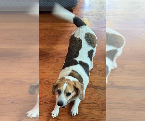 Medium Photo #4 Beagle Puppy For Sale in Dunnellon, FL, USA