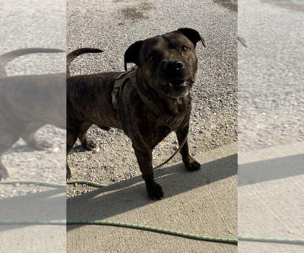 Medium Photo #4 American Pit Bull Terrier Puppy For Sale in Evansville, IN, USA