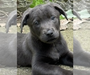 Labrador Retriever Puppy for sale in DELEVAN, NY, USA
