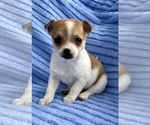 Small Photo #7 Chihuahua Puppy For Sale in FAIR HAVEN, MI, USA