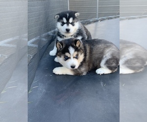 Puppyfinder Com Siberian Husky Puppies Puppies For Sale Near Me In Washington Usa Page 1 Displays 10