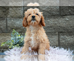 Small #1 Cavapoo