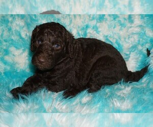 Labradoodle Puppy for sale in LA HABRA, CA, USA