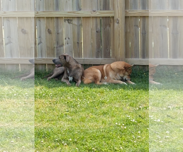 Medium Photo #5 Mutt Puppy For Sale in Virginia Beach, VA, USA