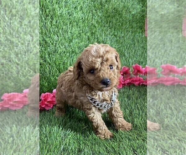 Medium Photo #7 Poodle (Toy) Puppy For Sale in ALEXANDRIA, VA, USA
