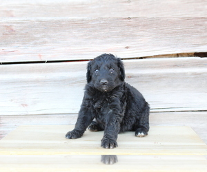 Collie-Poodle (Miniature) Mix Puppy for sale in LEWISTON, UT, USA