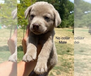 Labrador Retriever Puppy for Sale in STREETMAN, Texas USA