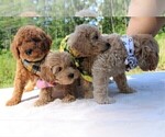 Small Photo #55 Goldendoodle Puppy For Sale in TIMBERLAKE, NC, USA