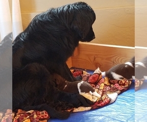 Mother of the Newfoundland puppies born on 03/18/2019