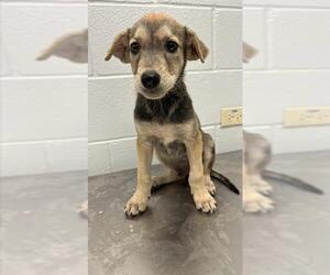 German Shepherd Dog-Unknown Mix Dogs for adoption in Corpus Christi, TX, USA