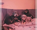 Small #6 Doberman Pinscher