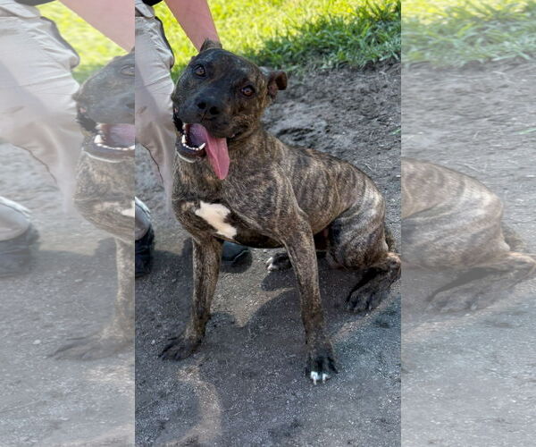 Medium Photo #3 American Pit Bull Terrier-Unknown Mix Puppy For Sale in Virginia Beach, VA, USA