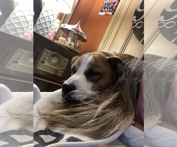 Medium Photo #4 Labrador Retriever-Unknown Mix Puppy For Sale in Brewster, NY, USA