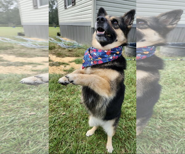 Medium Photo #1 German Shepherd Dog-Unknown Mix Puppy For Sale in Oakhurst, NJ, USA