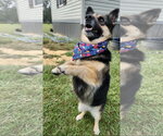 Small German Shepherd Dog Mix