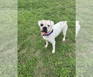 Boxer Dogs for adoption in Austin, TX, USA